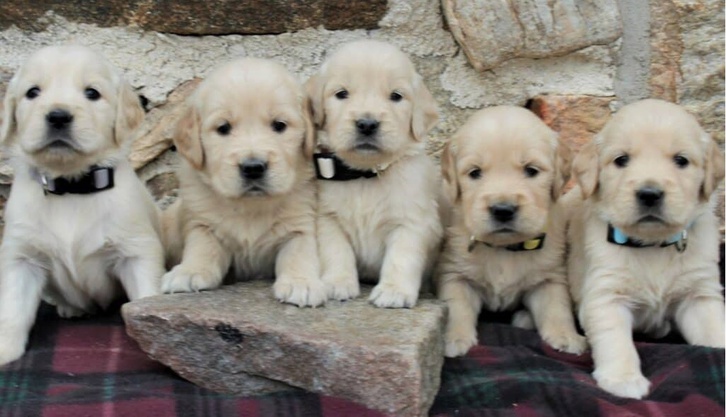Beautiful KC registered Golden Retriever Puppies Beautiful KC registered Golden Retriever Puppies Animals