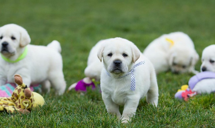 Beautiful Labrador Retriever Puppies Animals