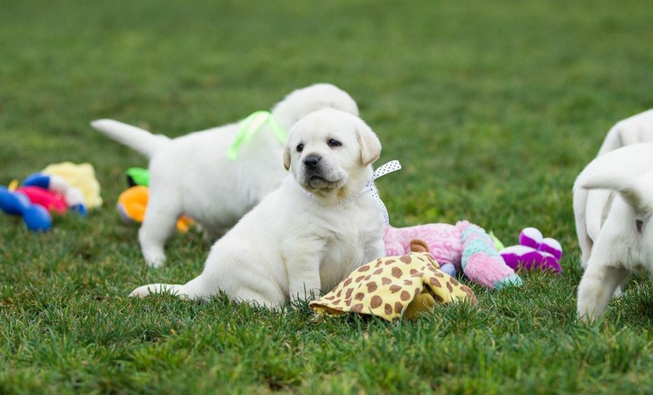 Beautiful Labrador Retriever Puppies Animals 2