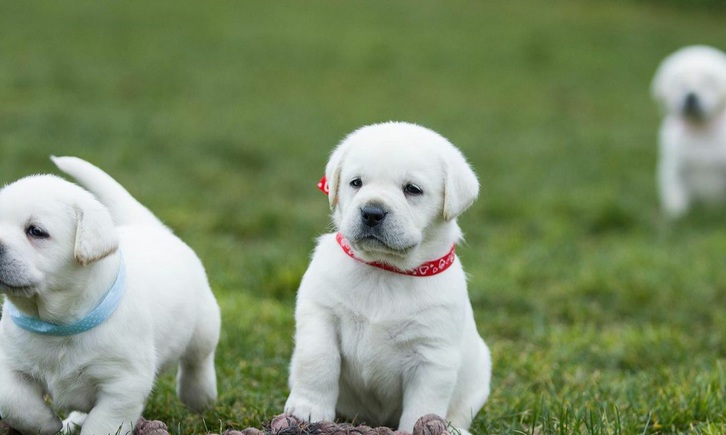 Beautiful Labrador Retriever Puppies Animals 3