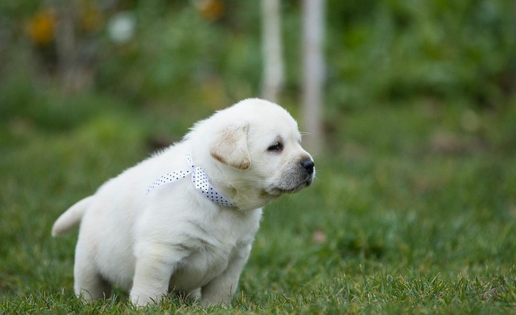 Beautiful Labrador Retriever Puppies Animals 4