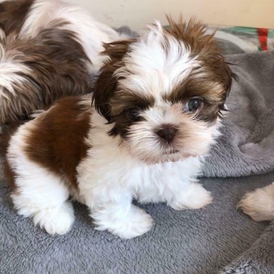 Beautiful Shih Tzu for sale. Animals