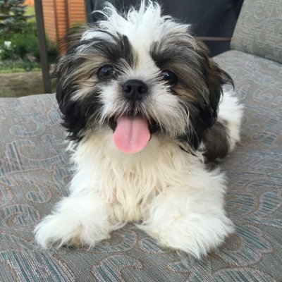 Beautiful Shih Tzu for sale. Animals 2