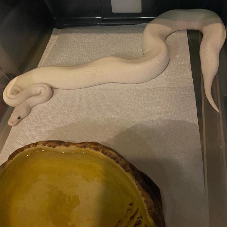 Beautiful female blue eyed lucy python Beautiful female blue eyed lucy python Animals