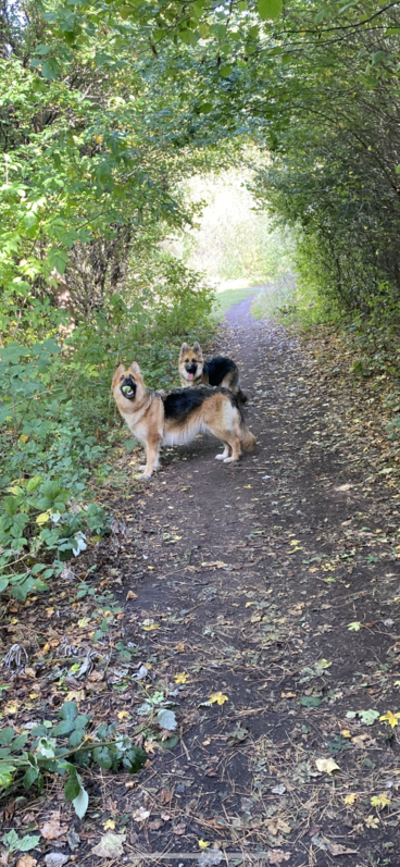 Beautiful kc registered German shephards Beautiful kc registered German shephards Animals