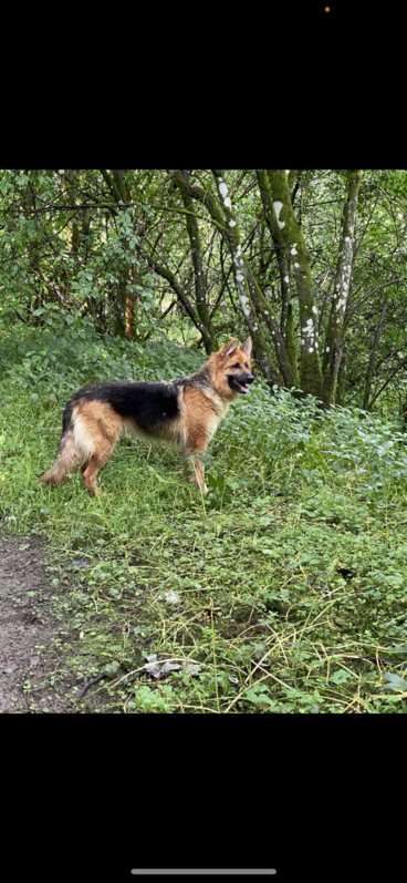Beautiful kc registered German shephards 2 Beautiful kc registered German shephards Animals 2