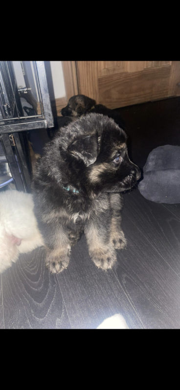 Beautiful kc registered German shephards 3 Beautiful kc registered German shephards Animals 3