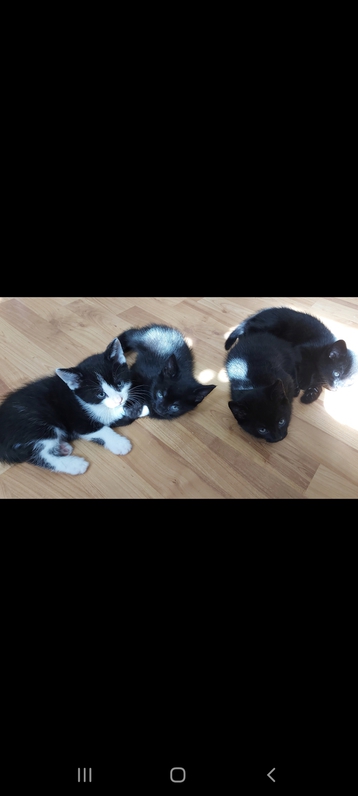 Beautiful kittens for sale  Animals 4