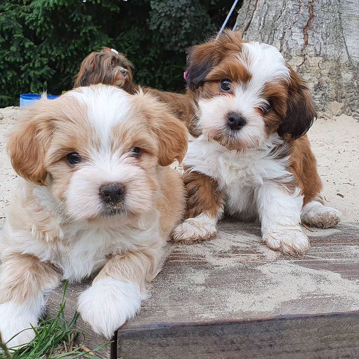 Belove Havanese puppies for good homes Belove Havanese puppies for good homes Animals