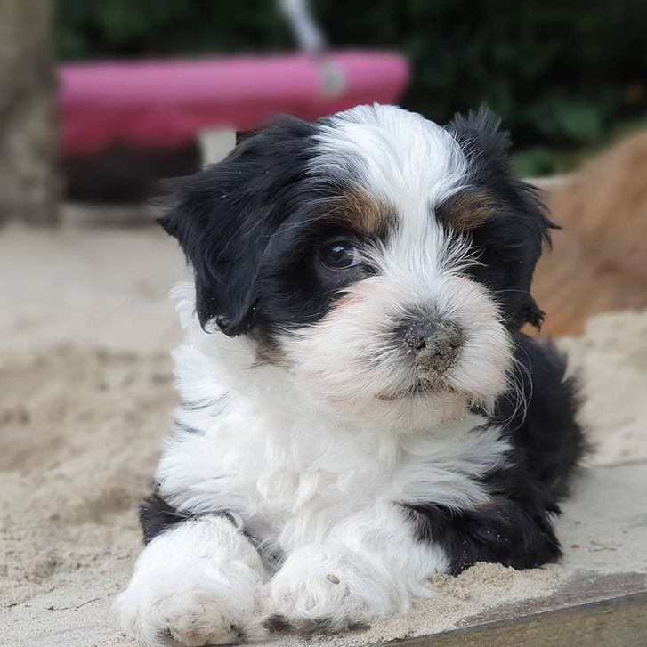 Belove Havanese puppies for good homes 2 Belove Havanese puppies for good homes Animals 2
