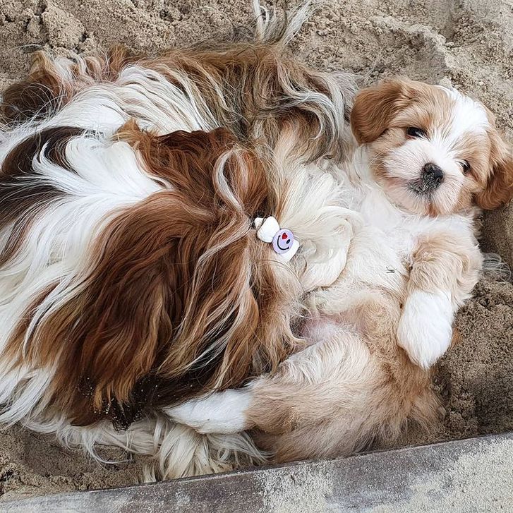 Belove Havanese puppies for good homes 3 Belove Havanese puppies for good homes Animals 3