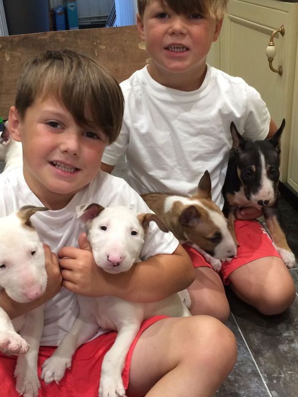Blue Staffordshire Bull Terrier Puppies Blue Staffordshire Bull Terrier Puppies Animals