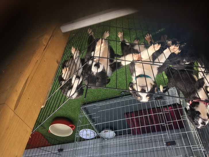 Border collie puppies 2 Border collie puppies Animals 2
