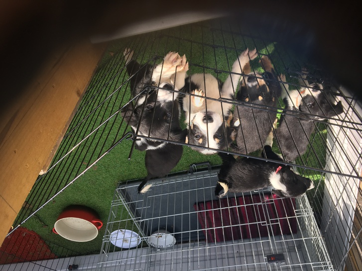 Border collie puppies 3 Border collie puppies Animals 3