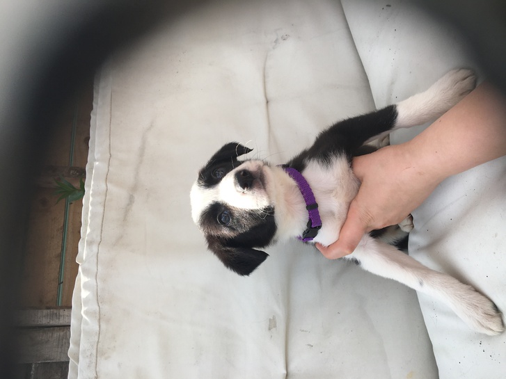 Border collie puppies 4 Border collie puppies Animals 4