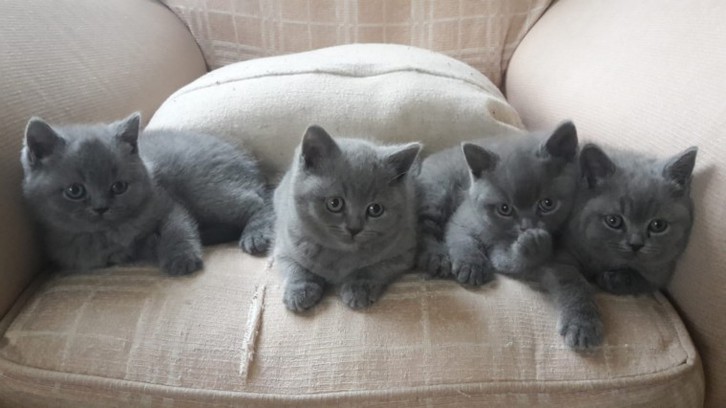 British Shorthair Kittens for Sale 2 British Shorthair Kittens for Sale Animals 2