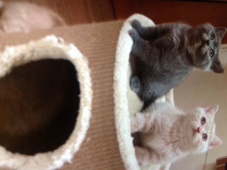 British shorthair kittens top quality British shorthair kittens top quality Animals