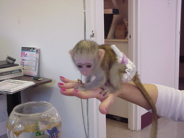 Capuchin Monkeys for sale and adoption. ..whatsapp me at: +447418348600 Capuchin Monkeys for sale and adoption. ..whatsapp me at: +447418348600 Animals