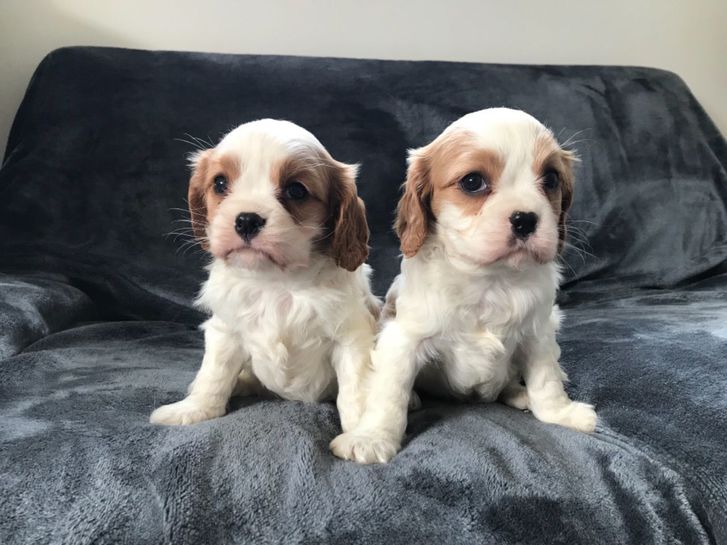 Cavalier King Charles Puppies!! Fully Health Tested Lines. Cavalier King Charles Puppies!! Fully Health Tested Lines. Animals