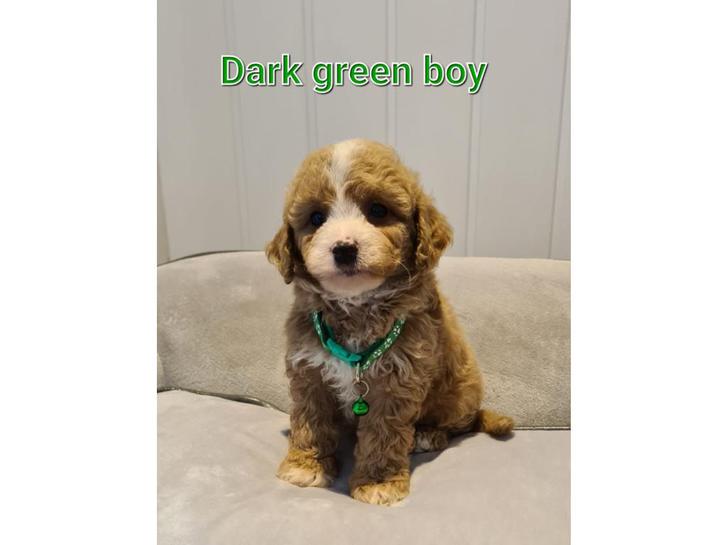 Cavapoo Puppies Parents DNA test Animals