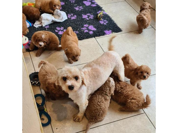 Cavapoo Puppies Parents DNA test Animals 2