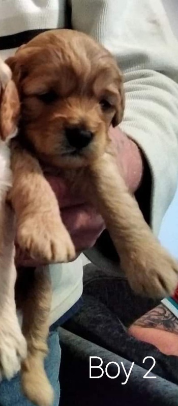 Cavapoo puppies 2 Cavapoo puppies Animals 2