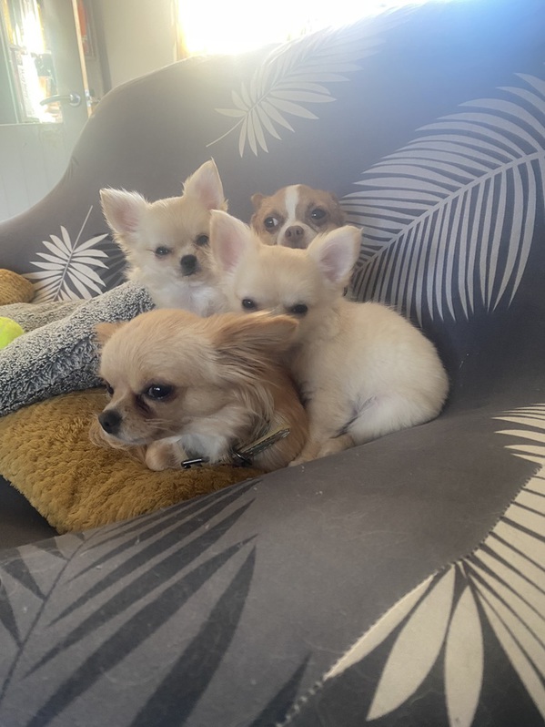 Chihuahua  Animals 3