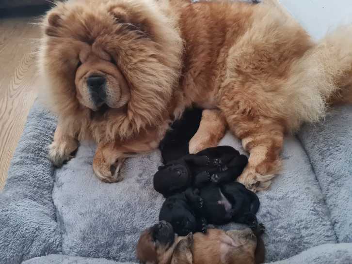 Chow chow puppies Animals
