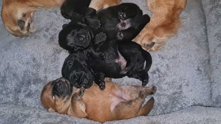 Chow chow puppies Animals 2