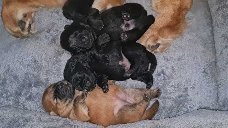 Chow chow puppies 2 Chow chow puppies Animals 2