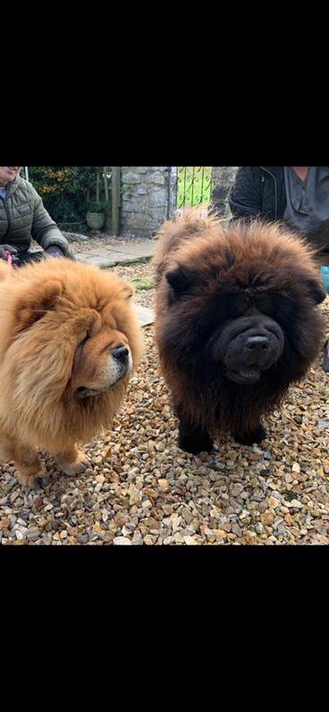 Chow chow puppies Animals 3