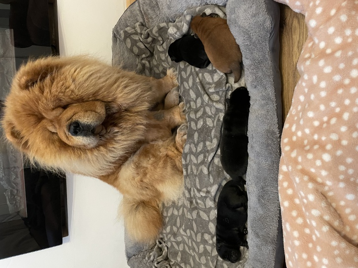 Chow chow puppies 4 Chow chow puppies Animals 4