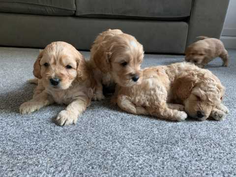 Cockapoo Puppies Cockapoo Puppies Animals