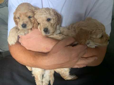 Cockapoo Puppies 2 Cockapoo Puppies Animals 2