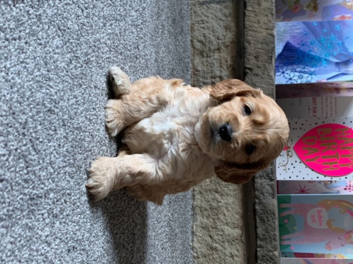 Cockapoo Puppies 3 Cockapoo Puppies Animals 3
