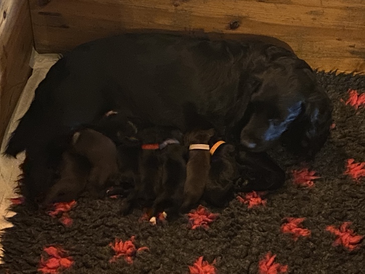 Cocker spaniel pups for sale  Other 4