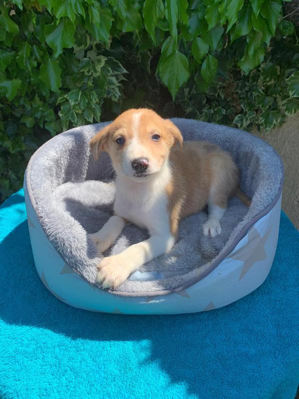 Collie X lurcher puppies Collie X lurcher puppies Animals