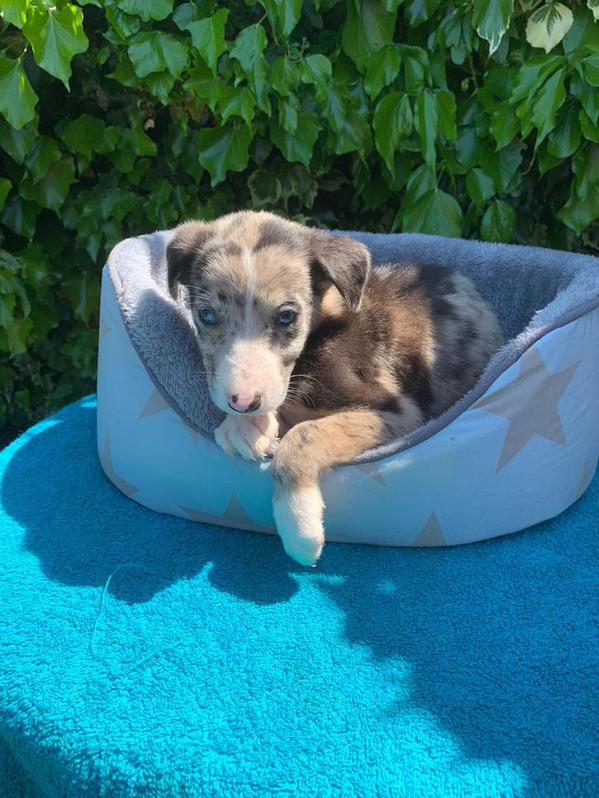 Collie X lurcher puppies 2 Collie X lurcher puppies Animals 2