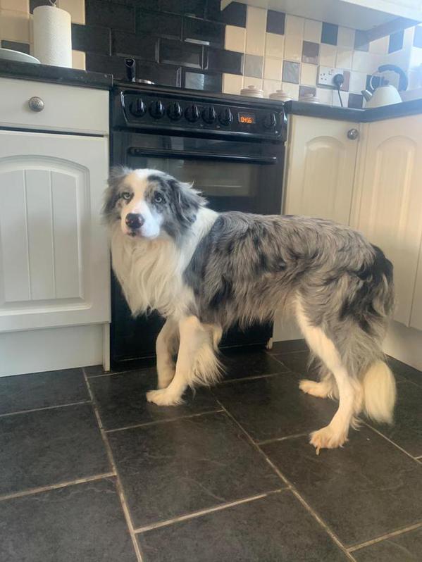 Collie X lurcher puppies 3 Collie X lurcher puppies Animals 3