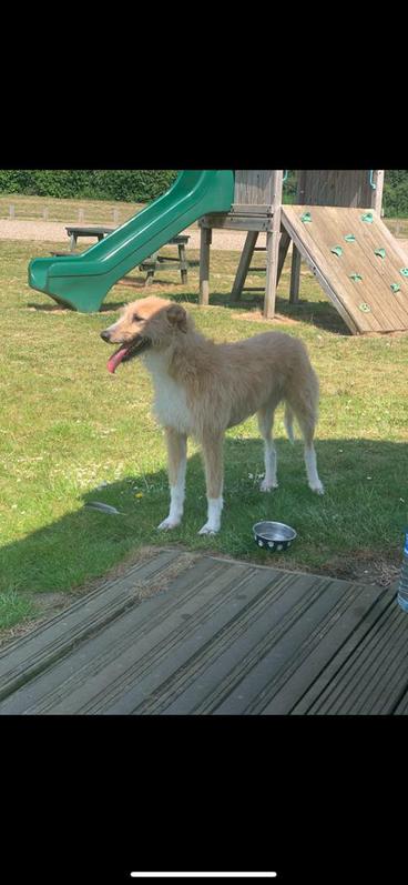 Collie X lurcher puppies 4 Collie X lurcher puppies Animals 4
