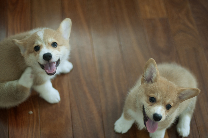 Corgi Pembroke Puppies.+447440524997 Corgi Pembroke Puppies.+447440524997 Animals