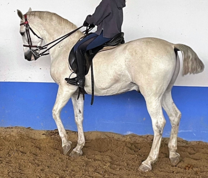 Crossed castrated horse 12 years – 1.62 m Animals 3
