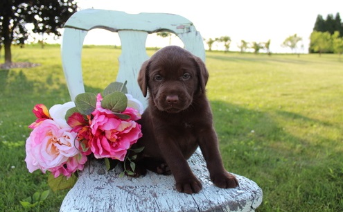 Cute Labrador retriever Cute Labrador retriever Animals