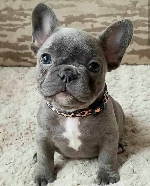 Cute lovely French bulldog pups. Cute lovely French bulldog pups. Animals