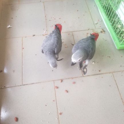 DNA tested male and female African Grey Parrots  Animals 2