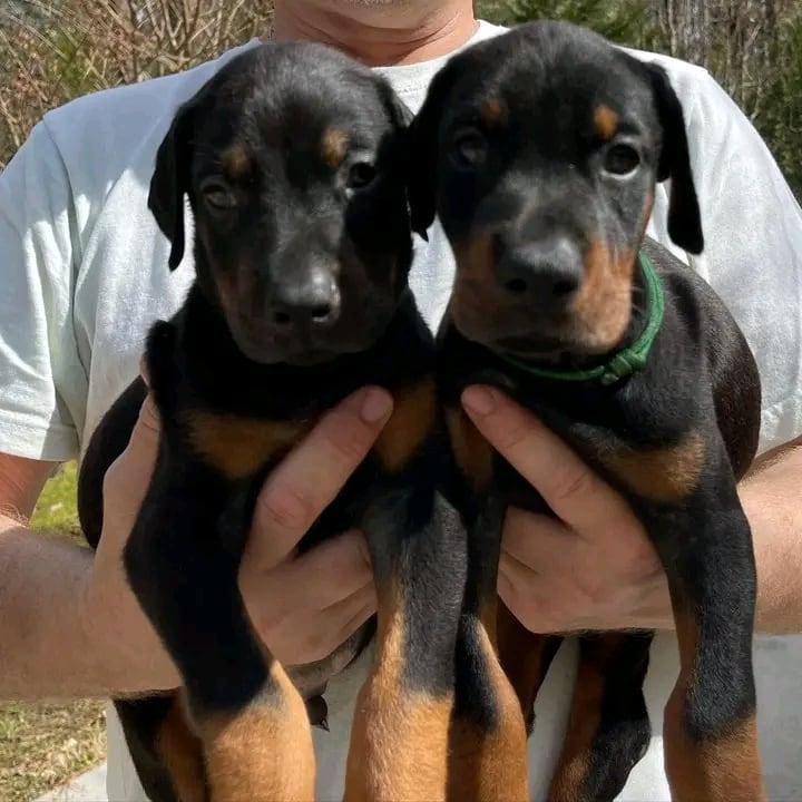 DOBERMAN PUPPIES FOR SALE Animals