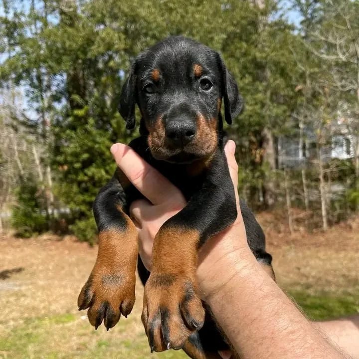 DOBERMAN PUPPIES FOR SALE Animals 2