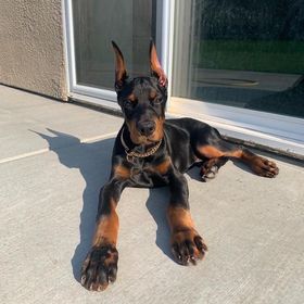 DOBERMAN PUPPIES FOR SALE Animals 3