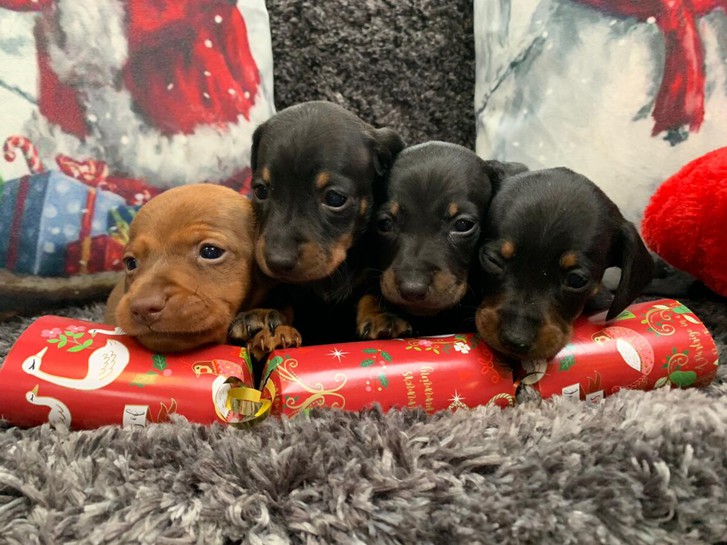 Dachshund puppies Dachshund puppies Animals