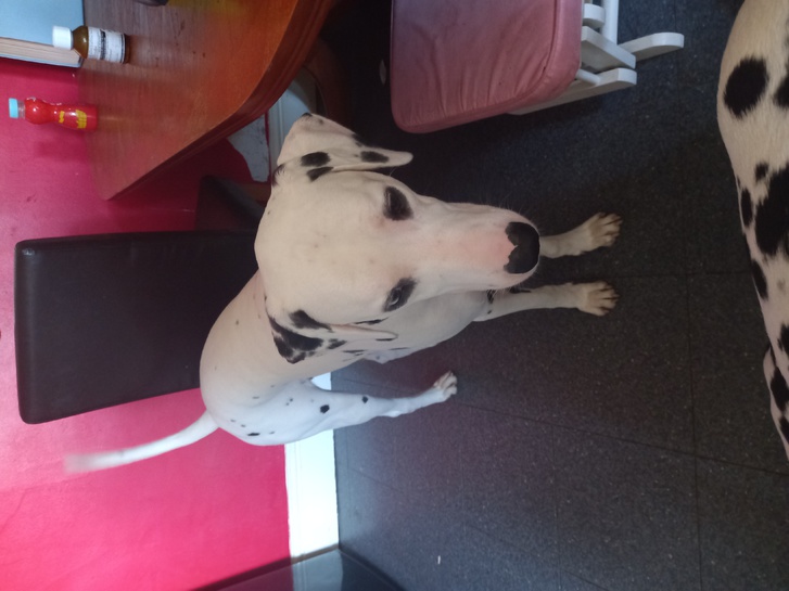 Dalmatian puppies for sale boy and girl ready to leave 6th Dec but will keep to.xmas eve as long as you pay half up front 2 Dalmatian puppies for sale boy and girl ready to leave 6th Dec but will keep to.xmas eve as long as you pay half up front Animals 2